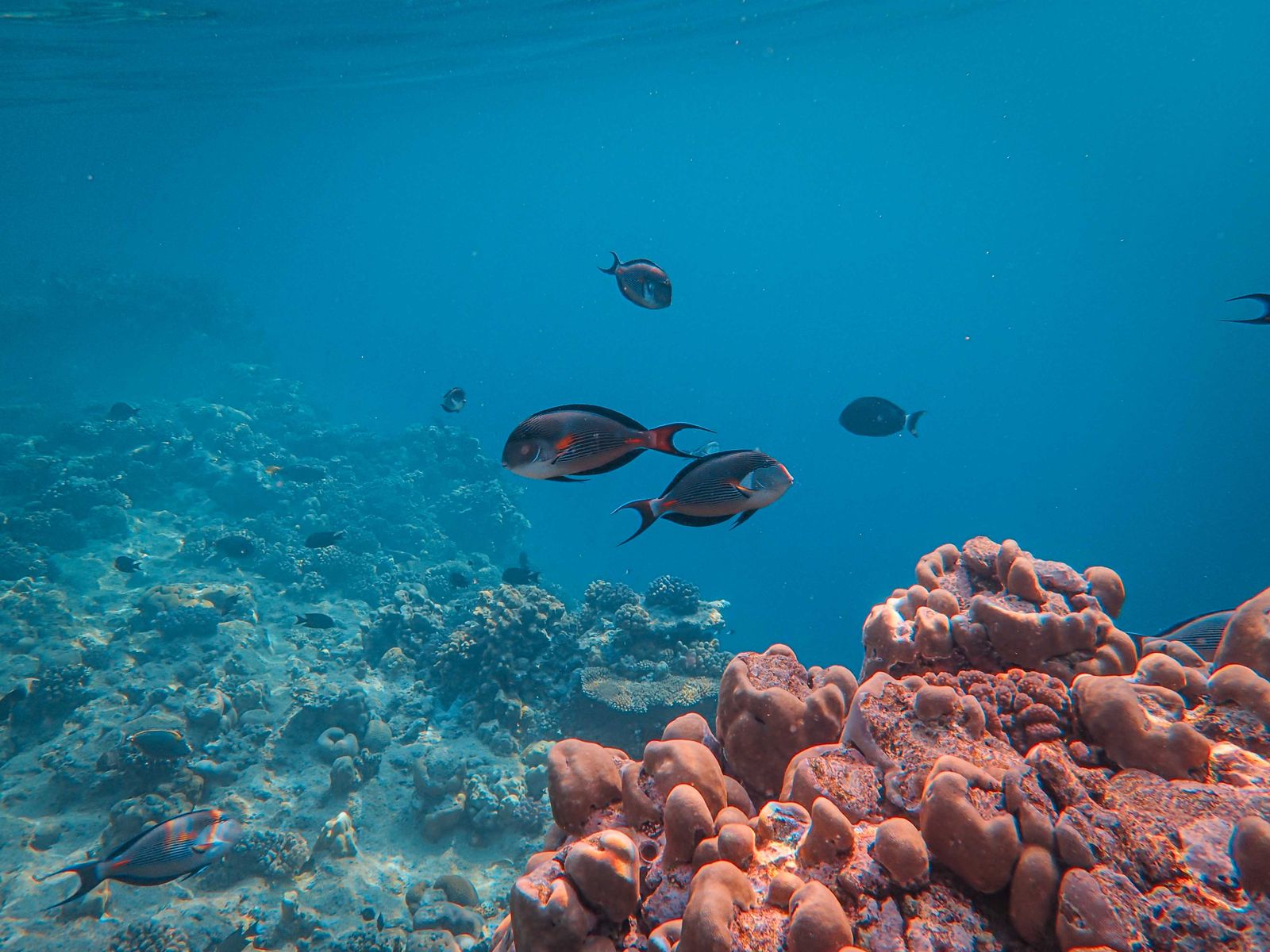 marsa egla gallery 3