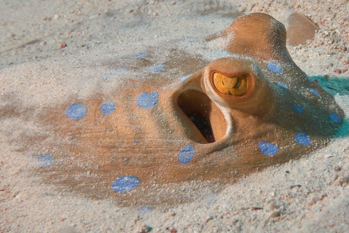 blue spotted ray