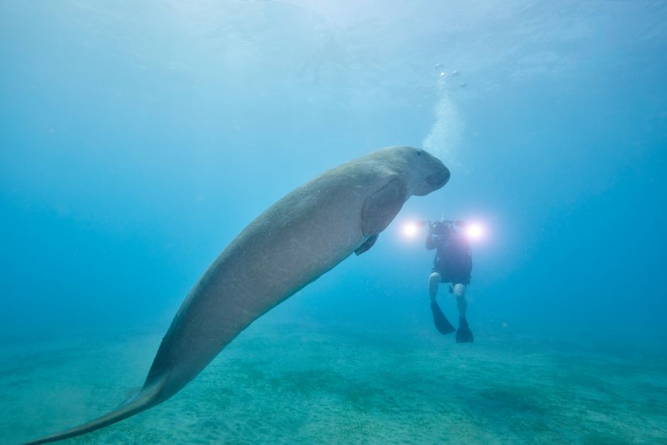 Dugong