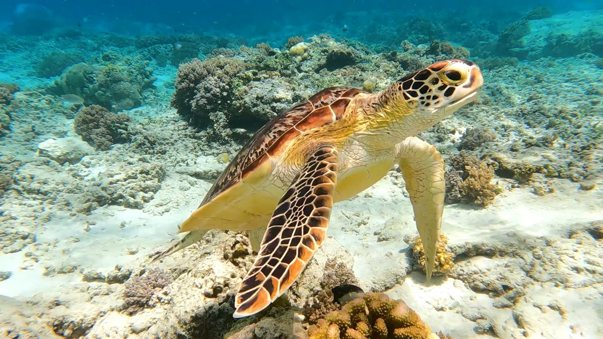 hawksbill turtle